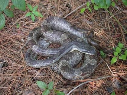 SUCHE Pantherophis o. spiloides Graue Erdnatter