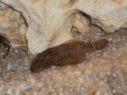 Braune Ancistrus Saugwelse abzugeben