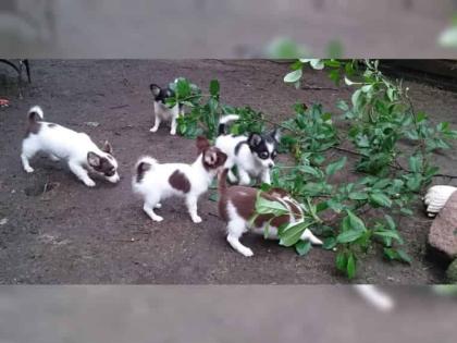 Lustige, verspielte Chihuahua Welpen