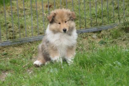 Süßer Colliewelpe sucht nette Familie VDH/FCI