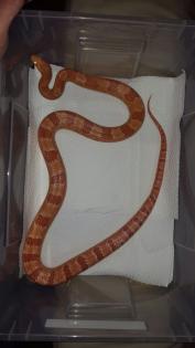 Kornnatter Albino 1. 0 NZ 11
