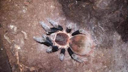 Vogelspinne, Weibchen, Brachypelma vagans, von 2021