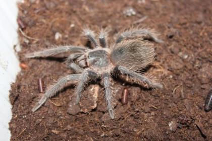Vogelspinne Lasiodora parahybana, Körperlänge 3 bis 3, 5 cm