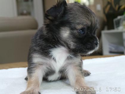 Chihuahua-Welpen, Kurzhaar, Rüde und Hündin
