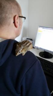 Streifi Molly sucht ein neues Zuhause