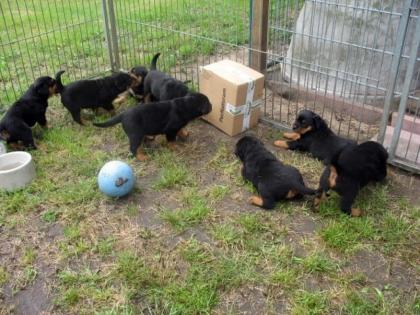 Wir haben Rottweiler Welpen mit ADRK Papieren