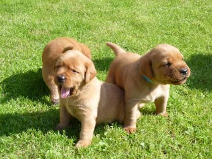 Labrador Welpen Fox Red