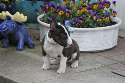 Miniatur Bullterrier Welpen