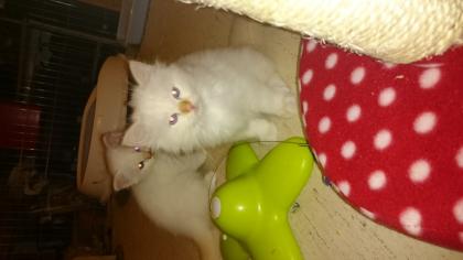 Noch 2 Heilige Birma Kitten creme-point, männlich suchen ihre eigenen Dosenöff