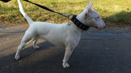 Rüden, Hündinnen Miniatur Bullterrier vom VDH Züchter
