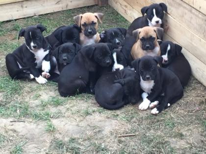American Pitbull Welpen Abgabebereit