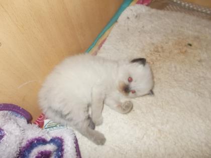 Heilige Birma Kitten