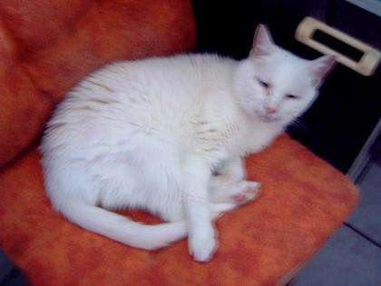 Miau-Miau unser Papa ist Tot