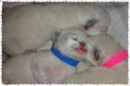 Bezaubernde seal-point Ragdoll Kitten