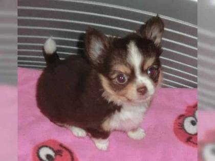 SUPER Chihuahua Welpen in Kurzhaar, VDH/FCI. Klasse statt Masse