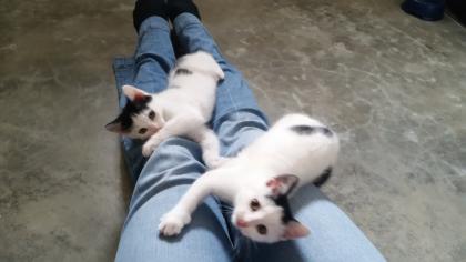 2 kleine Katzen suchen ein Zuhause