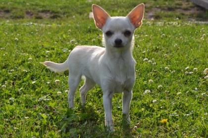 Reinrassiger Chihuahua Welpe mit Stammbaum