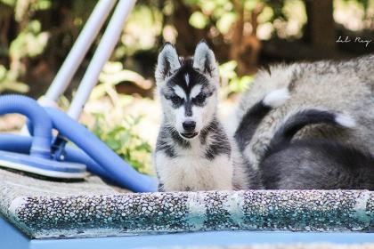 Reinrassige Siberian Husky-Welpen