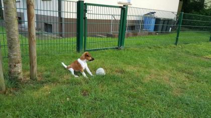 Foxterrier Glatthaar Welpe