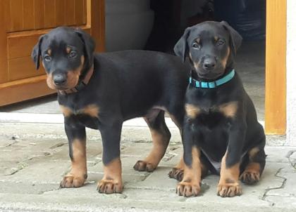 Süße Dobermann Welpen aus liebevoller Aufzucht mit Papiere