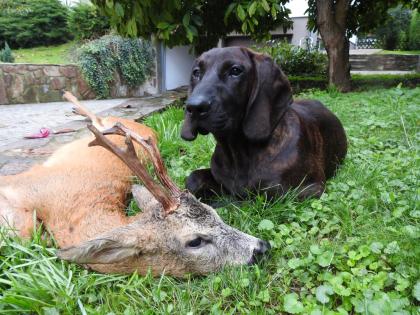 Hannoversche Schweisshunde ab sofort abzugeben 4 Rüden mit 10 Wochen. auch ält