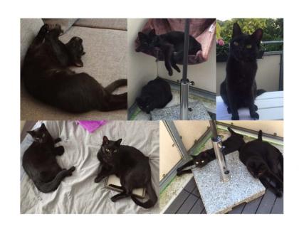 Zwei Katzen in liebevolle Hände abzugeben