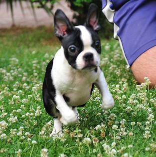 Wunderschöne Boston Terrier Welpen