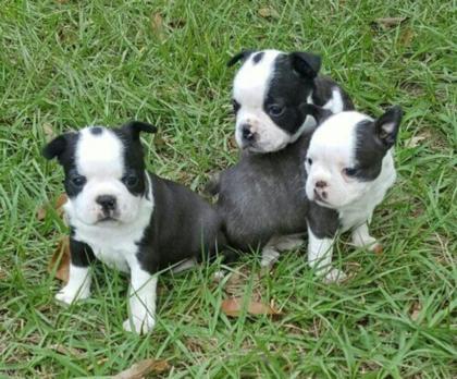 Boston Terrier reinrassig zum verkauf