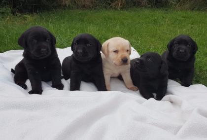 Labrador Welpen abzugeben geschippt EU-Pass geimpft.