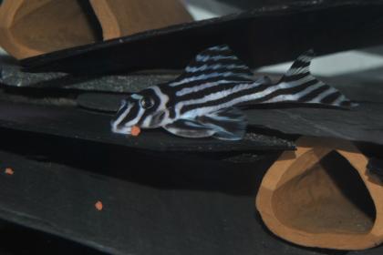 L46 Hypancistrus Zebra mehr verfügbar zum Verkauf