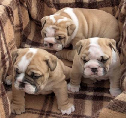 Reinrassig Englische Bulldoggen Welpen