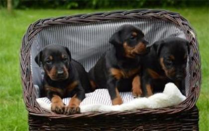 Dobermann Welpen aus Championverpaarung, Schwarz/Braun Papiere