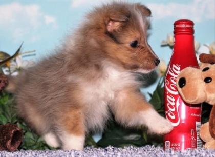 Sheltie Welpen ab 03. 07. 2021
