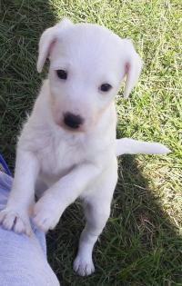 Parson Russell Terrier Rüde