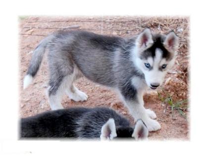 Herrliche huskyWolfsWelpen
