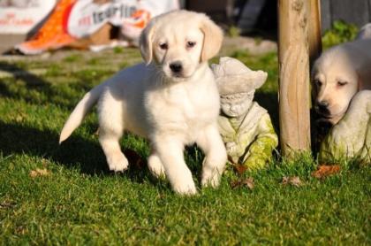 Labrador Retriever Welpen zu verkaufen