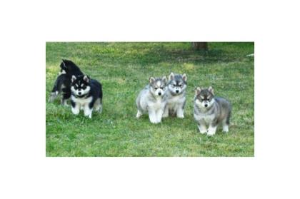 Charmante Siberian Husky Welpen