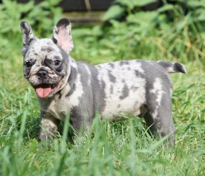 Französische Bulldogge Welpen in seltenen Farben