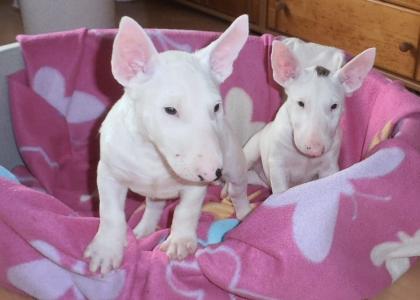 Wunderschöne Miniatur Bullterrier welpen mit Papieren