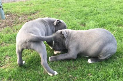 American Bully Welpen Abgabebereit Hündinnen und Rüden
