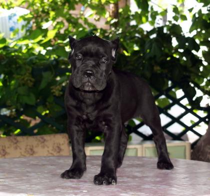 CANE CORSO