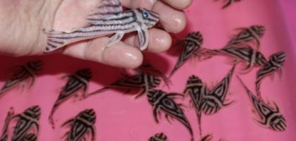 L46 Hypancistrus Zebra- Wels