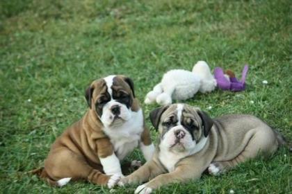 Reinrassige Englische Bulldogge Welpen mit Stammbaum