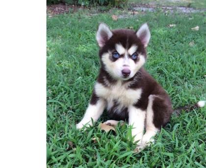 Siberian Husky Welpen mit blauen Augen