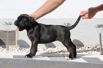 Wunderschöne Cane Corso Welpen, grau/blau und schwarz