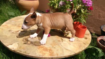Miniature Bullterrier für ein liebevolles Zuhause suchen