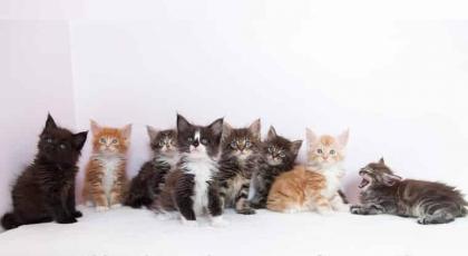 . Bezaubernde Maine Coon Kitten mit Stammbaum .