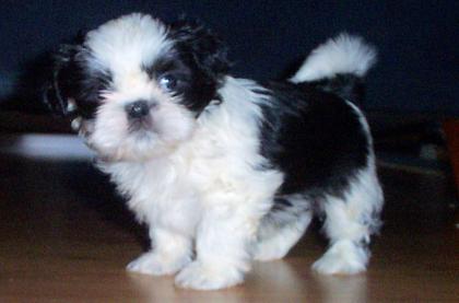 Reinrassiger Shih Tzu Welpen mit FCI Papieren wie VDH