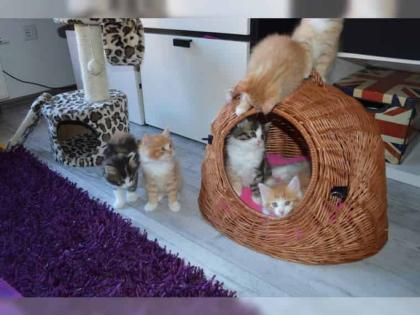 Bezaubernde Maine Kitten mit exzellentem Stammbaum.