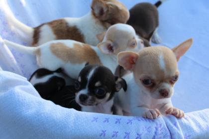 Wunderschöne Chihuahua Welpen, kurzhaar und langhaar